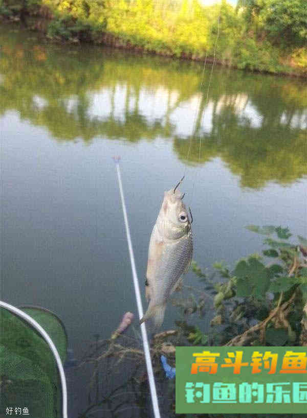 悬坠钓浮漂设调目的一些技巧