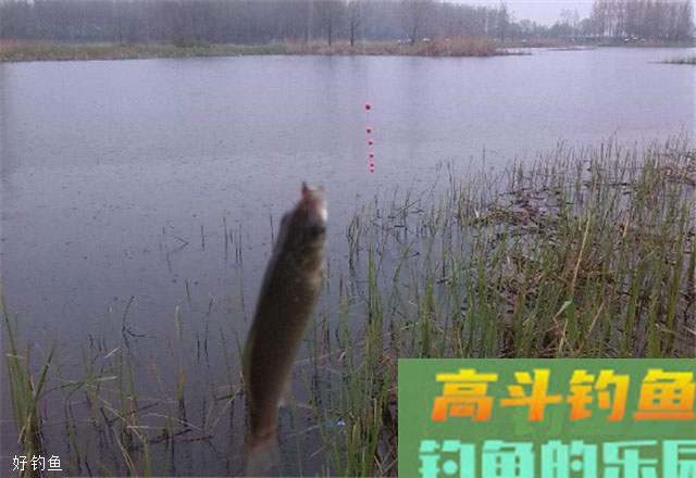 七星漂的调漂方法，针对钓鲫鱼鲤鱼