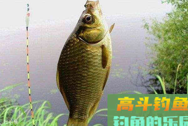 钓鲫鱼正确调漂方式，上手快