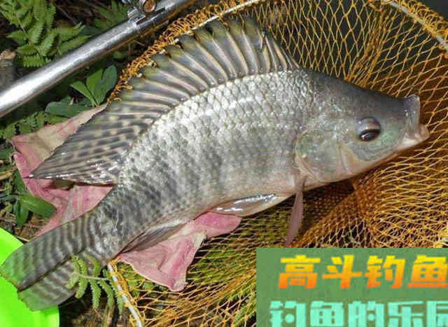 野钓这几种钓况应该果断更换调漂方法