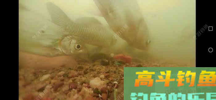 钓大鱼如何调漂，钓大鱼应该注意什么