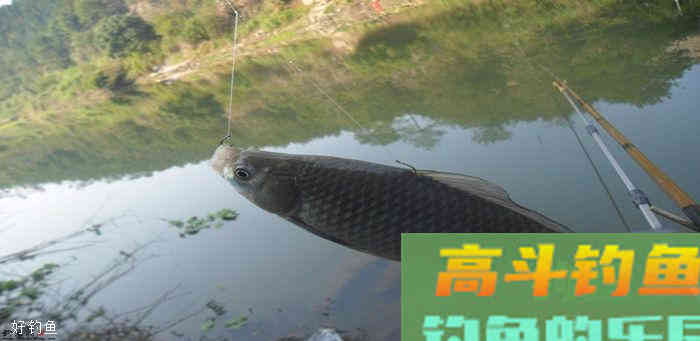钓鱼解密之浮漂的选择和使用