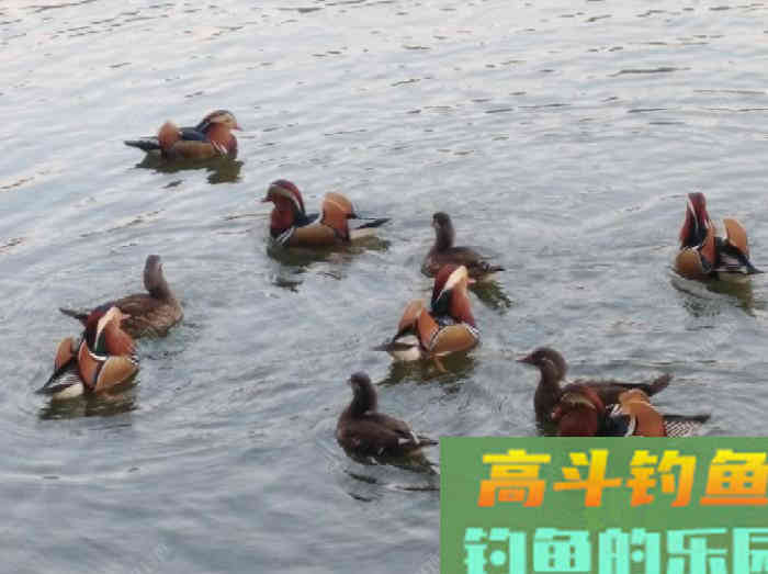 聊一聊钓鱼前的找底调漂操作
