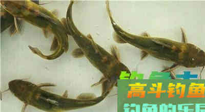 传统星漂钓常见对象鱼的不同漂相