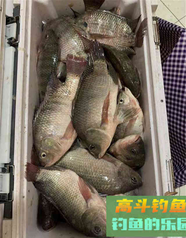 调灵和调钝到底有什么区别？大部分钓友意想不到