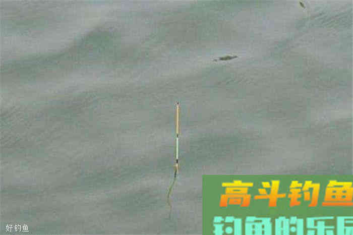 野钓调漂技法分享，快速而实用