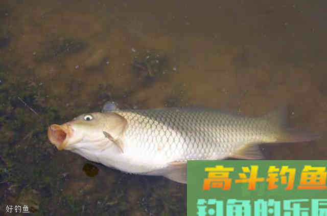 台钓的3大常用调钓手法