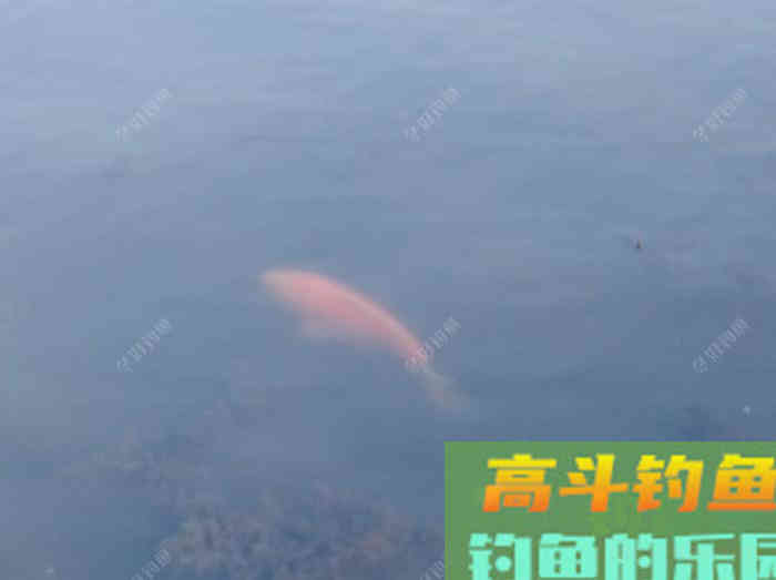 闲谈下野钓调漂的问题
