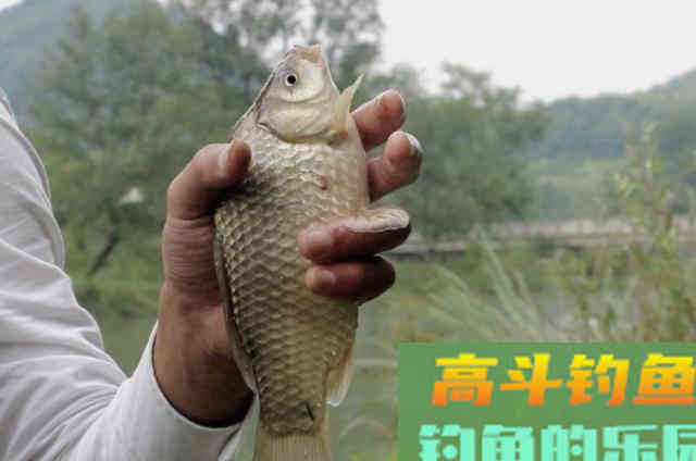 高手最常用的调漂模式，看过后便知晓