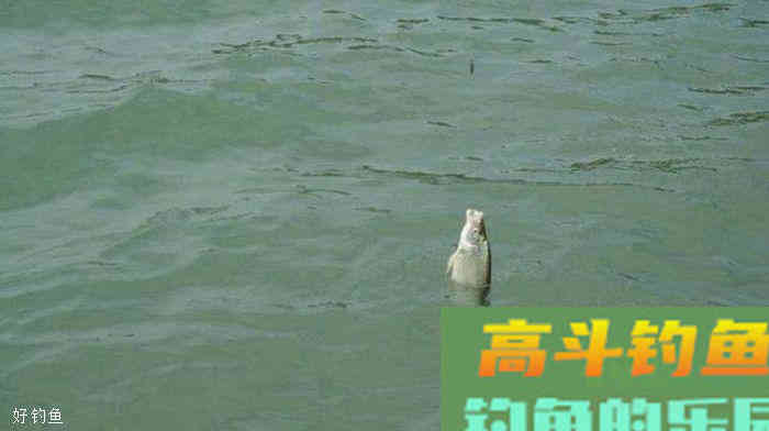冬季钓鲫鱼，钓灵还是钓钝？