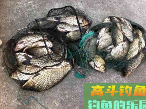 秋季野钓你还在用调四钓二吗？ 这样调漂，连杆不断