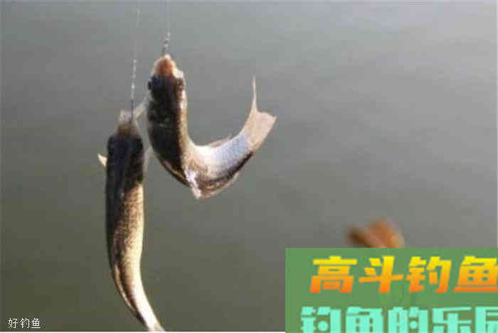 怎么样调漂才能准？饵重问题你要考虑到