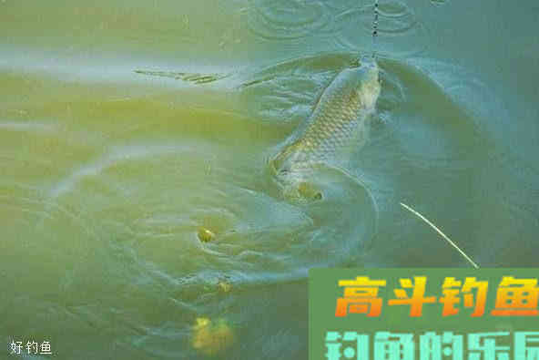 钓鱼调漂如何正确地调灵钝