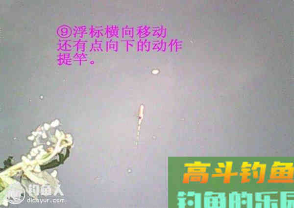 图解鲫鱼的常见咬钩信号漂像