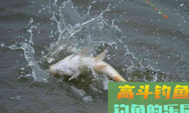 认清调漂灵与钝的本质渔获自然会提升