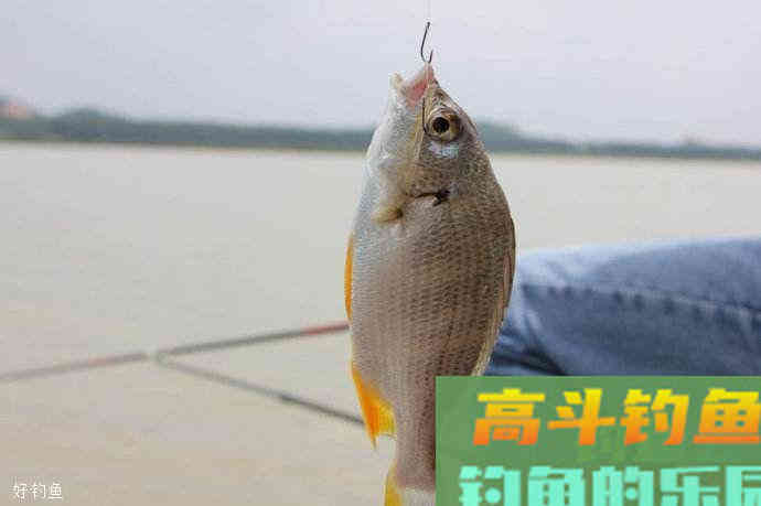 小崔解读：什么是钓灵什么是钓钝？