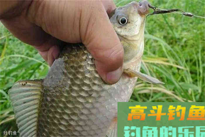 七星漂使用技巧，秋季钓鲫鱼必备