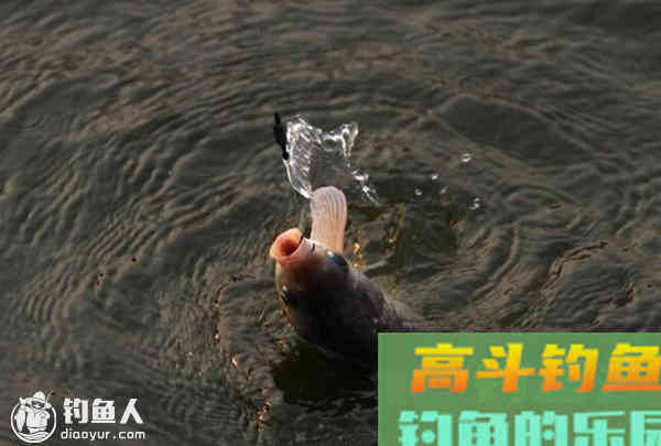浮漂清晰顿口不中鱼的原因及应对技巧