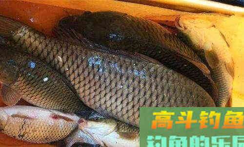 野钓调漂，在不同的钓饵情况下，调钓的思路解析