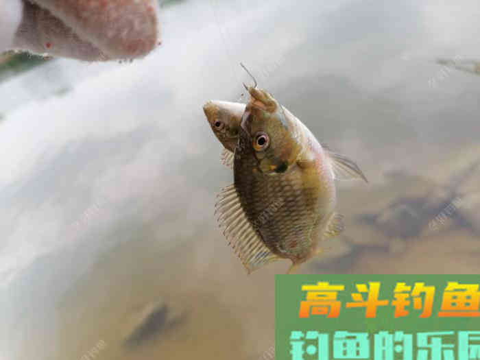 调漂技巧分享，高手给大家讲解如何半水调漂