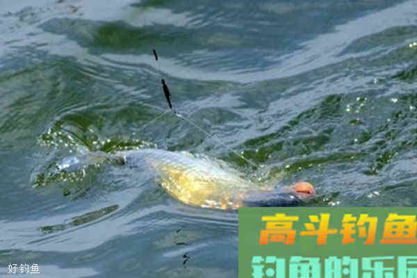 流水垂钓的调漂和观漂技巧