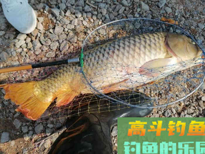 钓大鱼如何调漂，钓大鱼应该注意什么