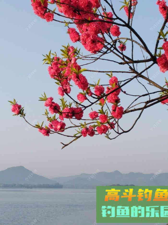 闲谈下野钓调漂的问题