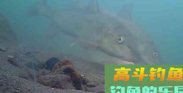 怎么调漂更能抓实口？为什么很多钓友说是调平水