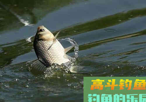 徐清华谈轻口鱼的垂钓调钓技巧