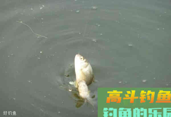 高手经验之春季钓鲫鱼的调漂技巧
