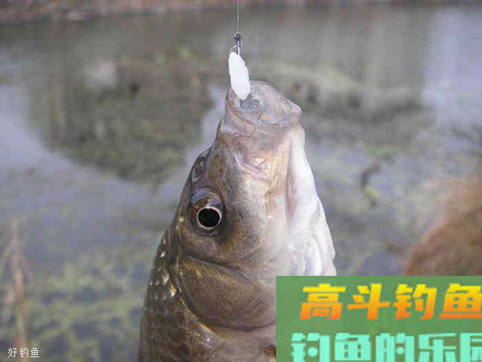 冬季钓鲫鱼，钓灵还是钓钝？