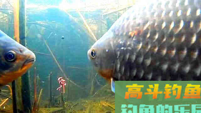 干扰浮漂信号“灵”与“钝”的因素有哪些