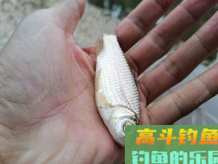 虫饵垂钓，钓灵还是钓顿？看看怎么调