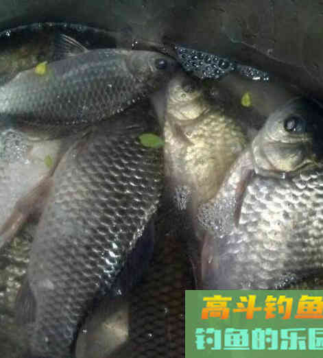 一些钓鱼老手都忽视的调漂方法