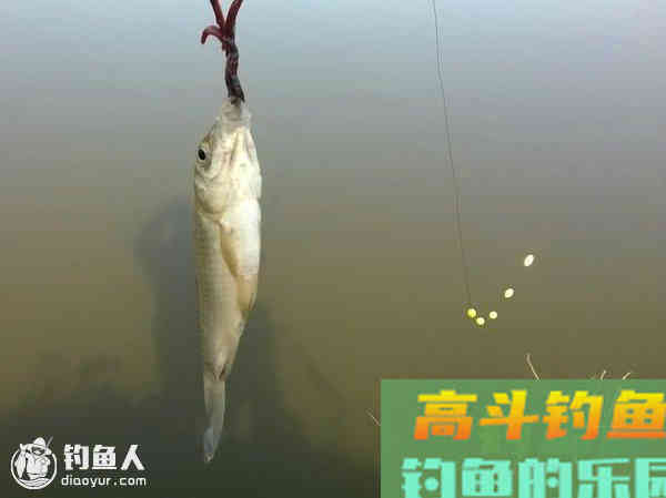 七星一粒、两粒漂与钓浮的调漂技巧