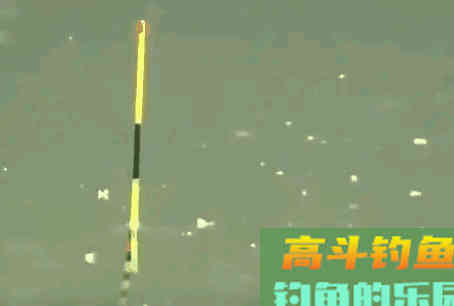钓目选择钓高还是钓低呢？老钓友的答案