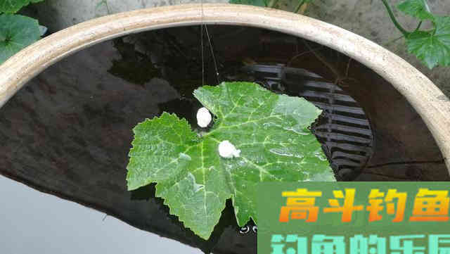 水库作钓双钩带饵调漂的优势，钓底、打浮一招搞定