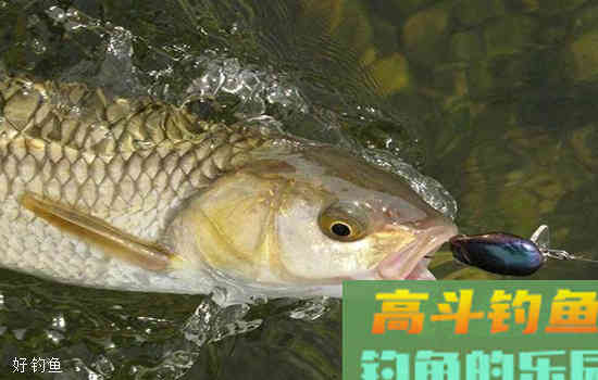 野钓鲤鱼调漂，可以调灵也可以调顿