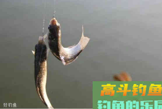 野钓最快最简单的调漂方法