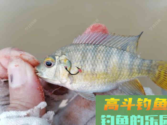 常用调漂技巧，钓好鱼从调漂开始