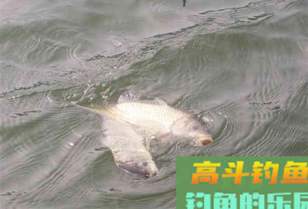 钓轻口鱼的浮漂选择及调钓技巧