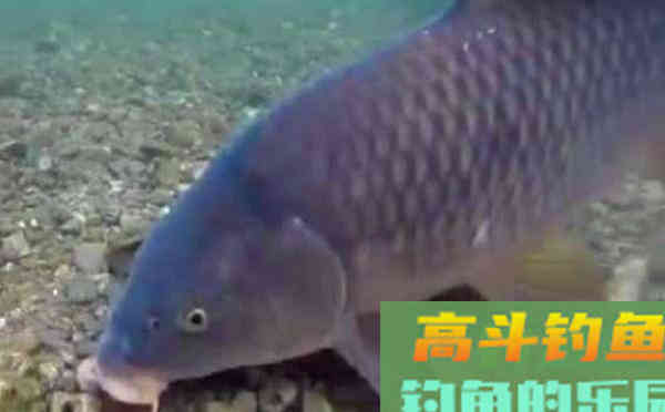 野钓调漂，宜钝不宜灵的四大理由