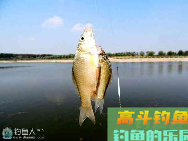 钓友自创独门找底调漂法