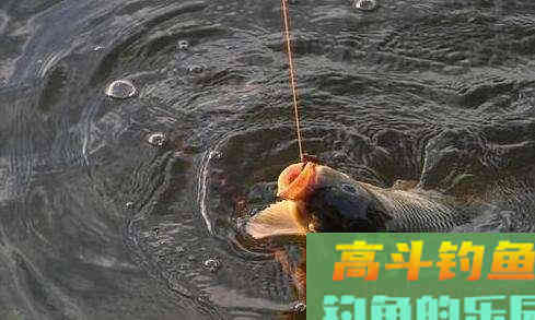 野钓鲤鱼调漂，可以调灵也可以调顿