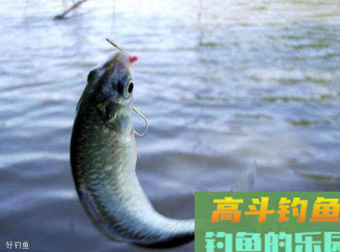 冬季钓鱼调漂技巧，冬钓鲫鱼调漂思路分析