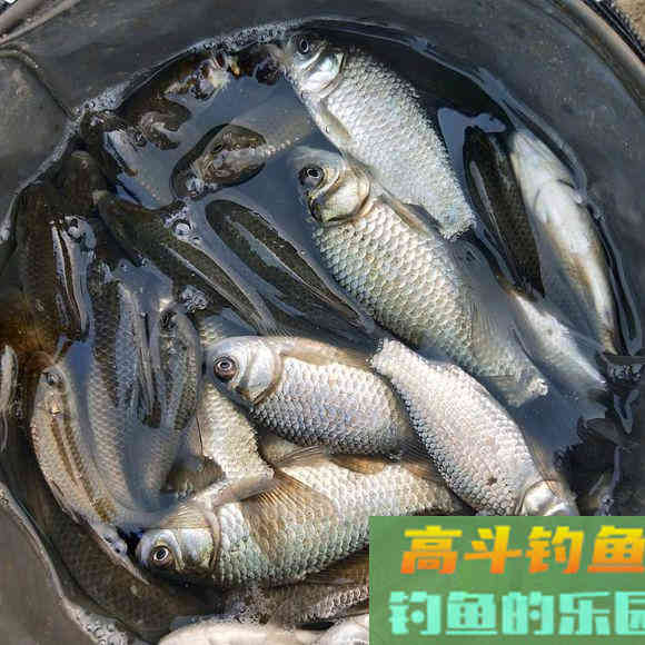 细节决定渔获：很少有人真正弄明白调平水钓跑铅