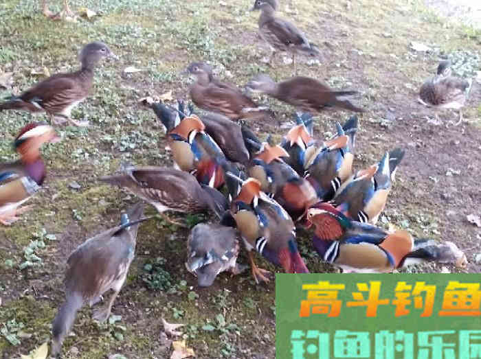 调钓灵与钝反映在子线上的表现，调漂概念由浅入深解析