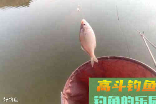 钓鲤鱼如何调漂？贴合实际注意4点