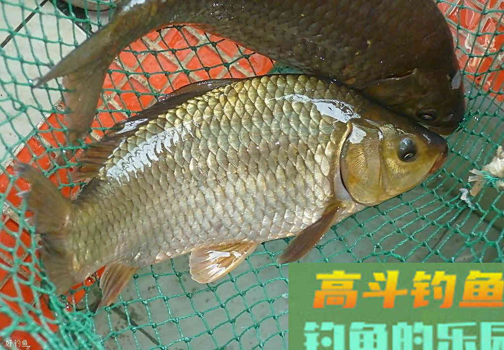 如何根据实际情况来改变调漂做钓方式的技巧