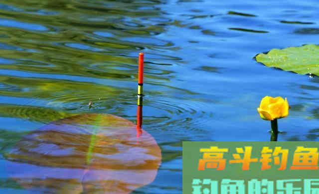 用加粗尾浮漂野钓，调漂不对难上鱼